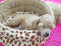 Poodle dogÃÂ sleep on comfortable cushions. Royalty Free Stock Photo